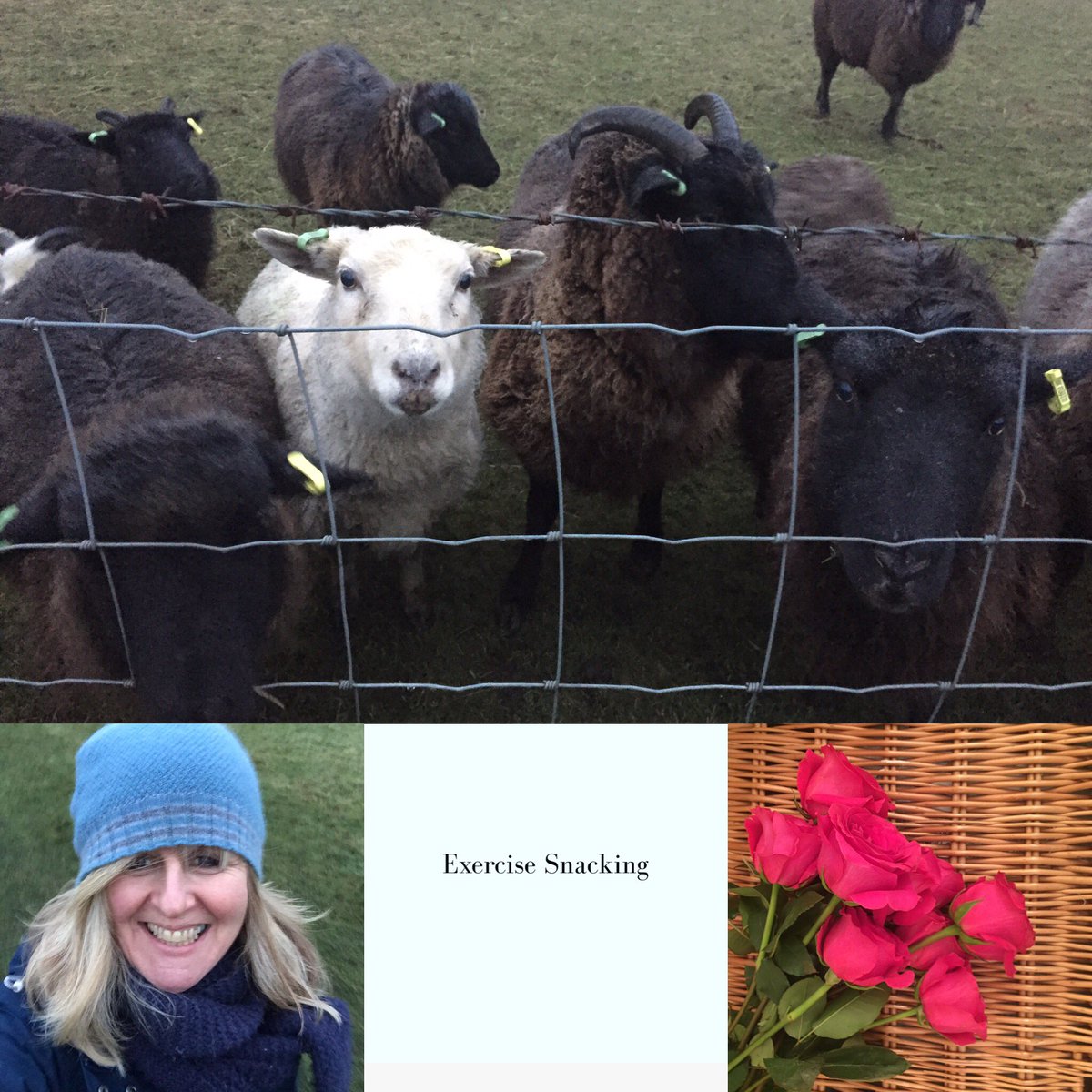 Healthyhappy50's tweet image. Wishing you a super Saturday! 😊

Y&apos;day&apos;s #RainorShine30 Day 128/365 - sheep, roses &amp;amp; #ExerciseSnacking 💚 #walking #over50fitness