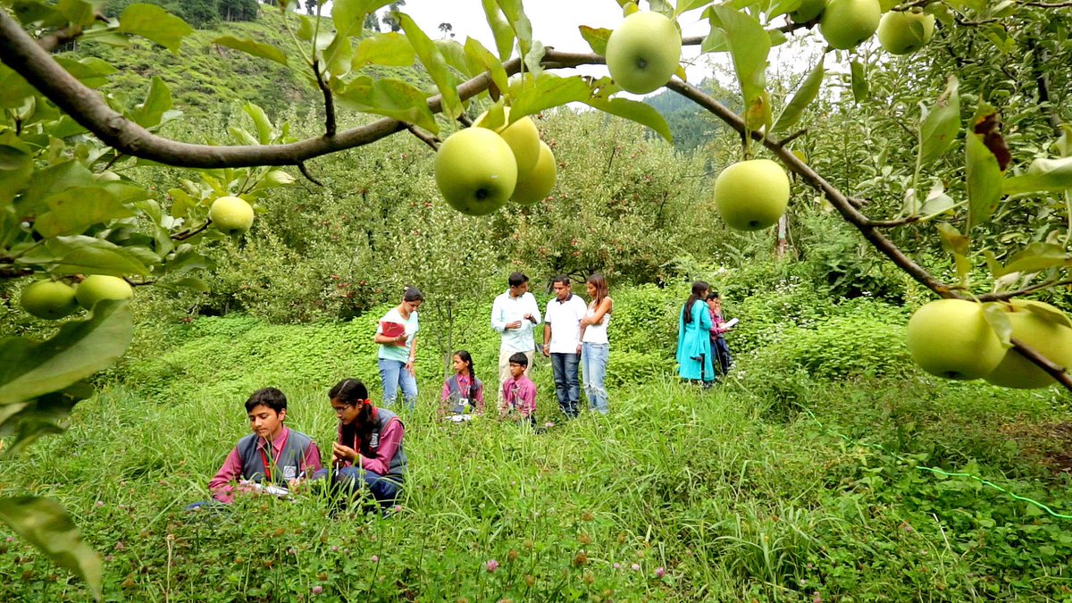 IMW_Discovery's tweet photo. The apple Bees and butterflies story in Kullu. Meet Aman Sharma and his team who are working towards improving plant diversity. #IndiaMyWay. https://t.co/RFm7g1lw8p