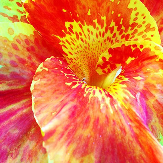 Canna Tropicale - 12 x 12 Fine Art Photographic Print Floral Tropical… tuppu.net/97029213 #barbaragordon #Canna