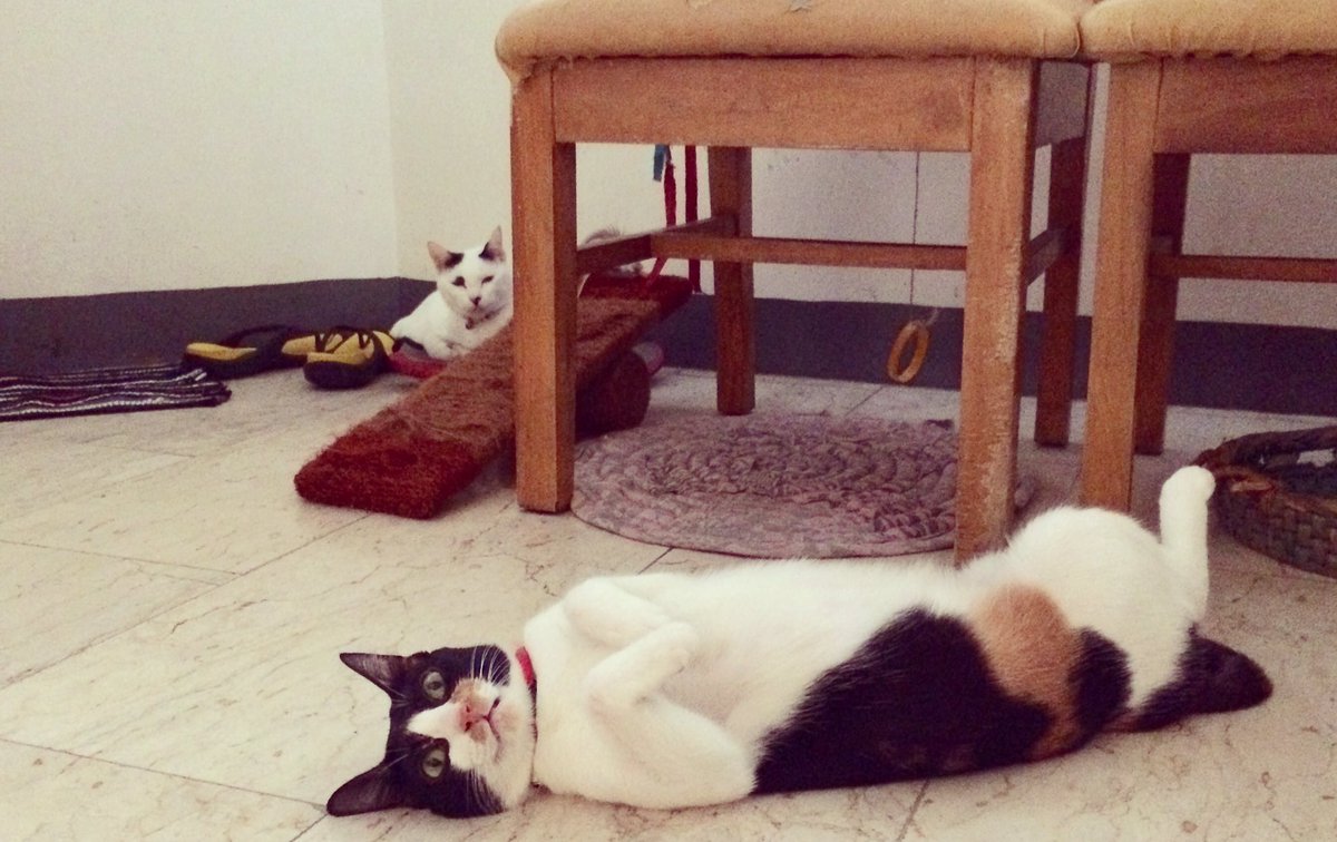 riailano's tweet photo. My kids know how to relax on a saturday. I have to learn from them. 😻😻😹😹 #southiegurl #catmom #furrmom #adoptdontshop #wheninmanilapets https://t.co/PpagO622zQ