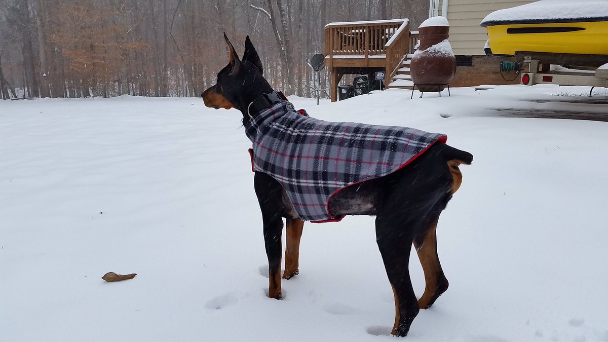 #ABC11  Memphis enjoying the snow.   Stem, NC