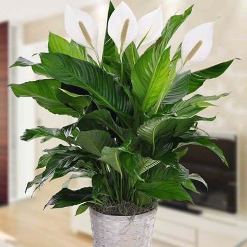 Houseplant Appreciation Day is January 10th.