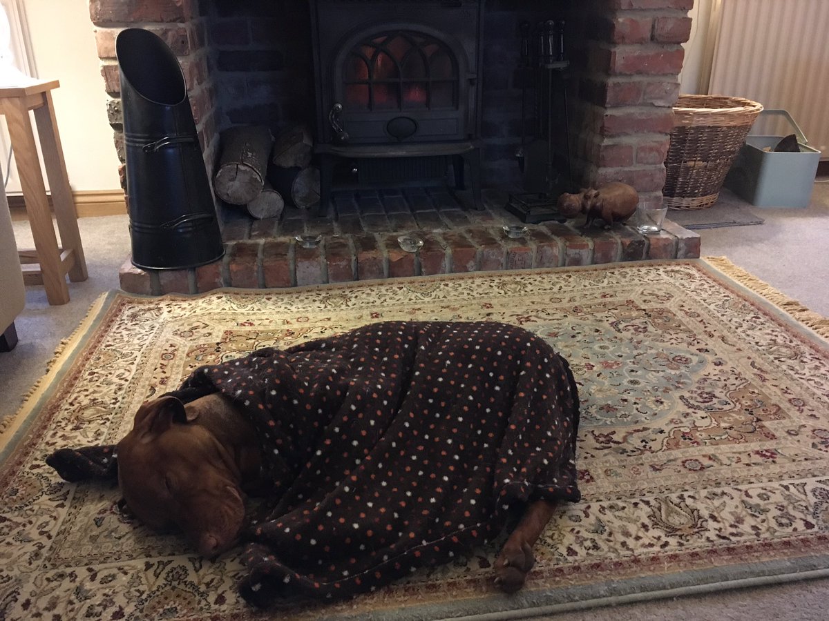 HelenTodman's tweet photo. Someone is glad to be wrapped up warm and back in front of the fire. What a softie. #vizsla https://t.co/kxs13M2NWP