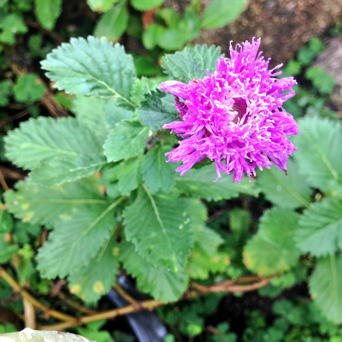 j_moolmool's tweet image. 