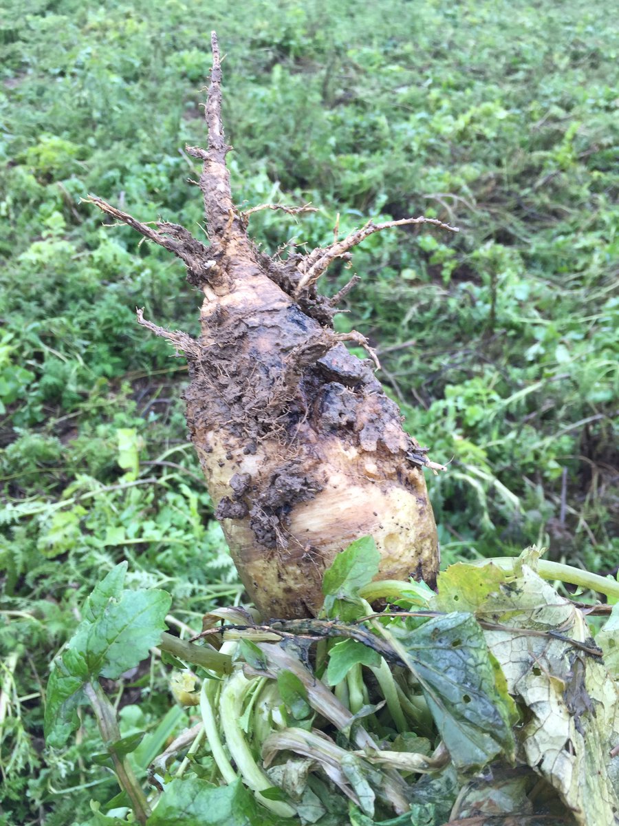 ian_pigott's tweet photo. #Naturalborndiggers https://t.co/t8yetctiWW