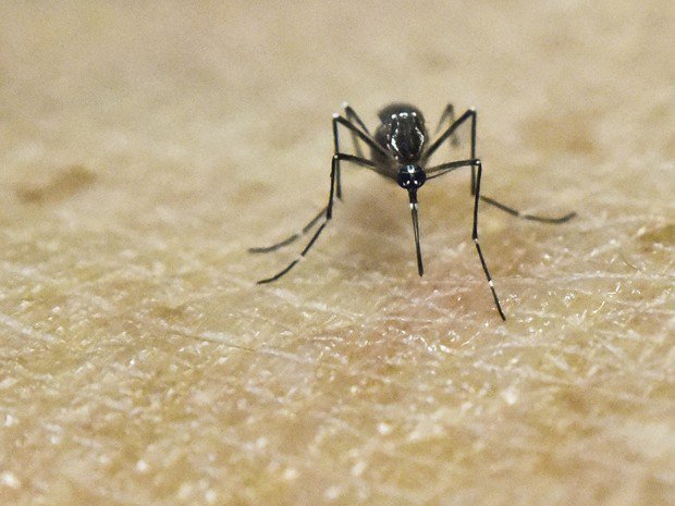 g1's tweet photo. Número de casos de zika aumenta 30 vezes em um ano no Tocantins https://t.co/D83MJOlL98 #G1 https://t.co/s6675e0nYV