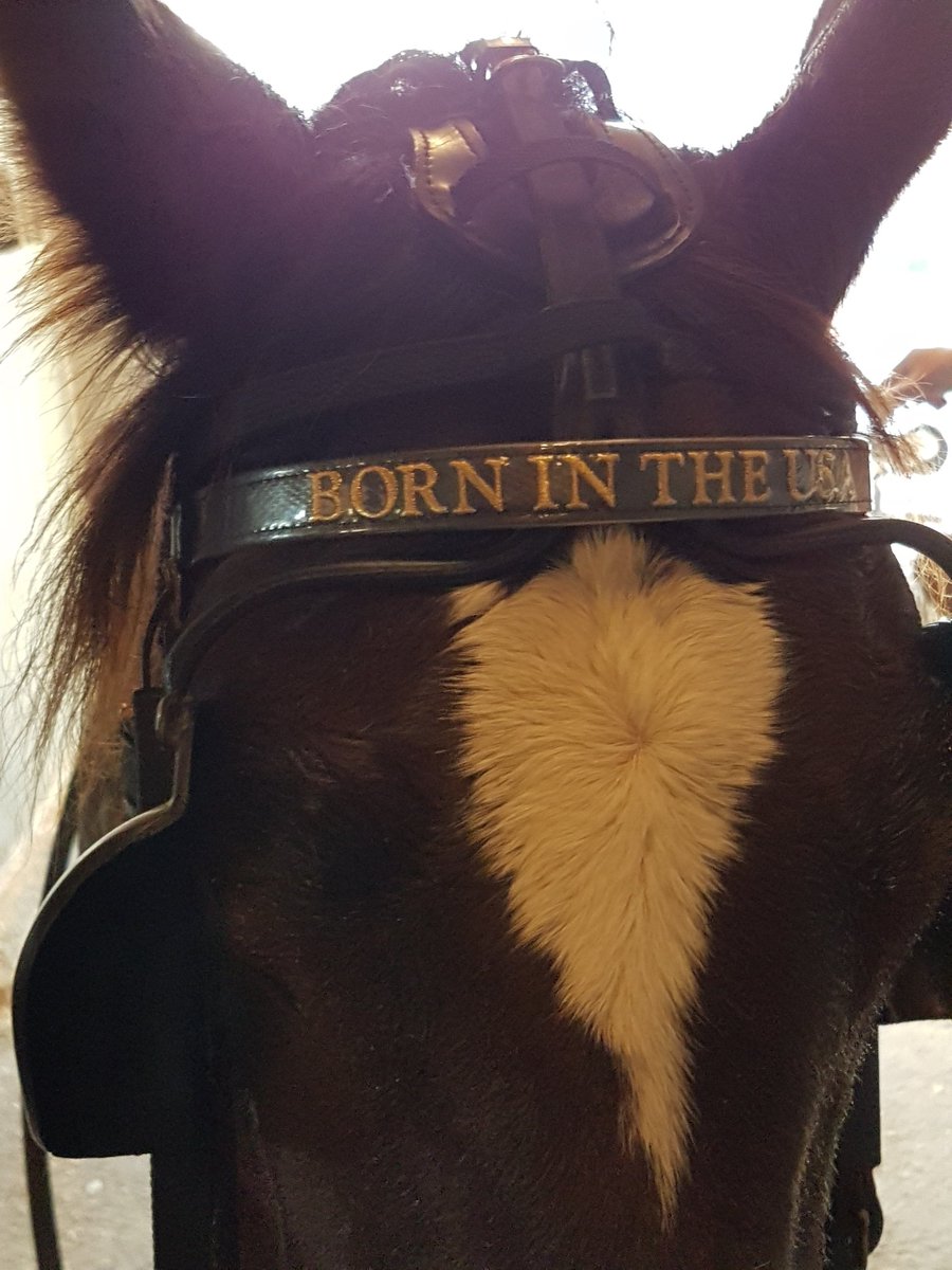 Eye of the Tiger tøffer seg med storebrors pannereim🐴