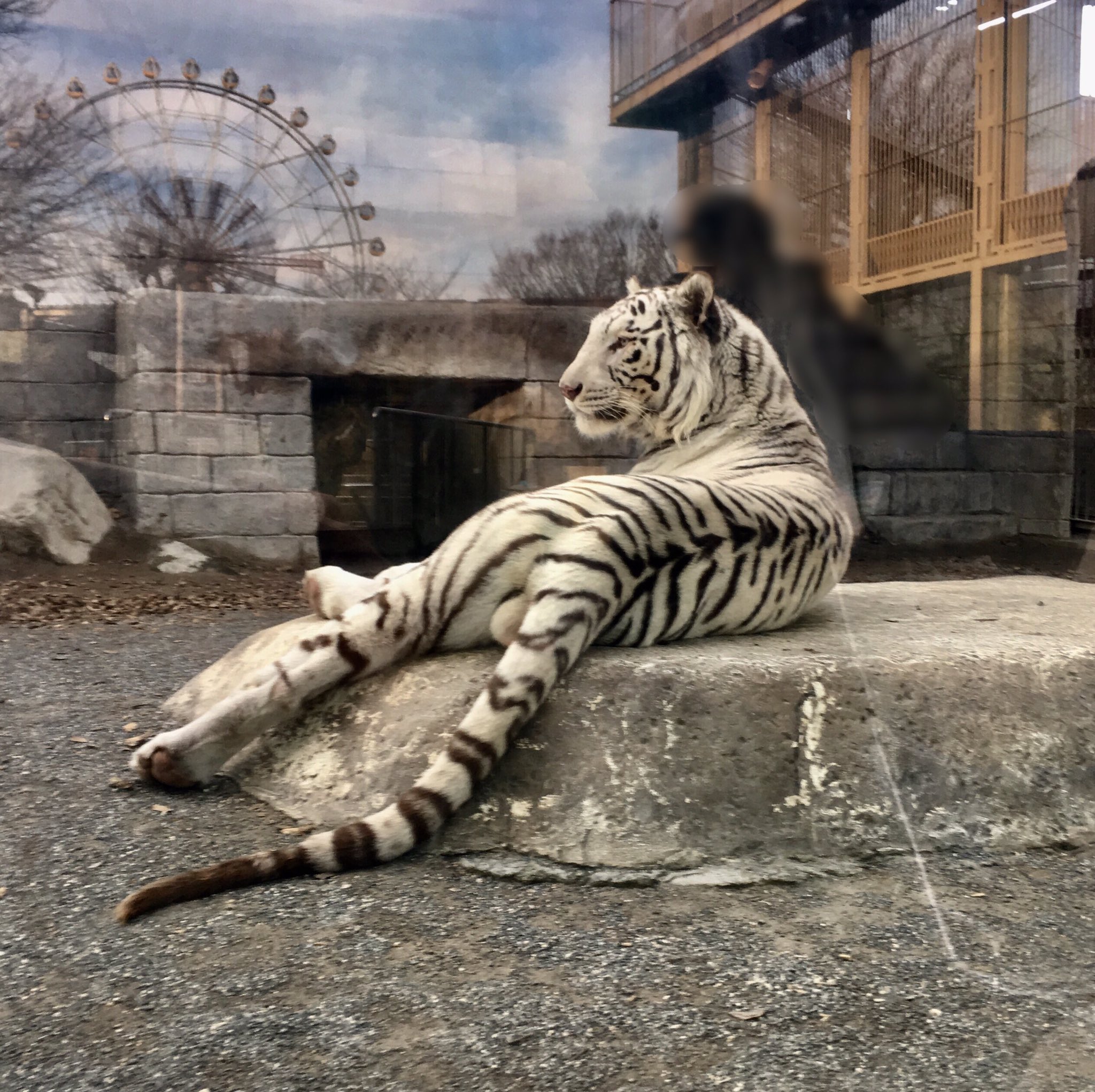 ひるてぃー Ym J 16 白い動物はめちゃ神秘的にみえます かっこいい Twitter