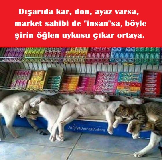 Sokaktaki canlarımıza kapılarımızı açalım... Açlar, üşüyorlar, söyleyemiyorlar...  

#SokakHayvanlarınaMama