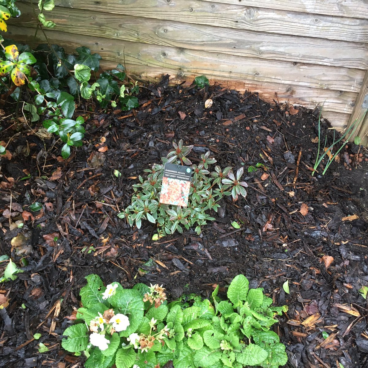whispersmummy's tweet photo. Done some #gardening #azalia #tomatoes #raspberryplant #veryexciting #sweatymess #fivefoottwoandlugging50tonneplantpotsabout #sogay https://t.co/m1KqxPZg8S