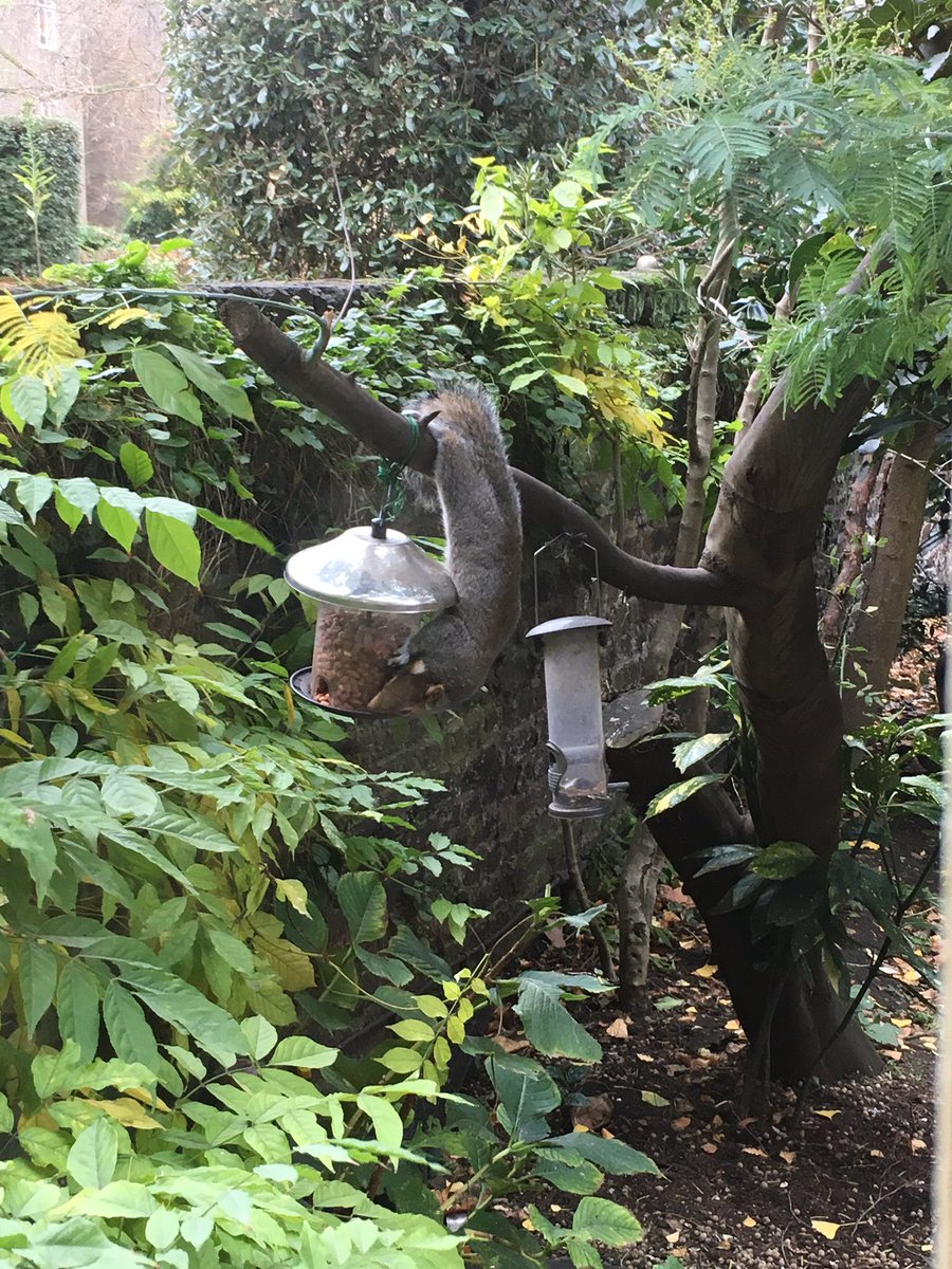 eevriviades's tweet photo. Meet Cutie;yard resident;goes through impressive acrobatics to get breakfast, lunch &amp; dinner https://t.co/jsGYRp7kU2 #squirrel #animalsRus https://t.co/HBCGxKR1rl