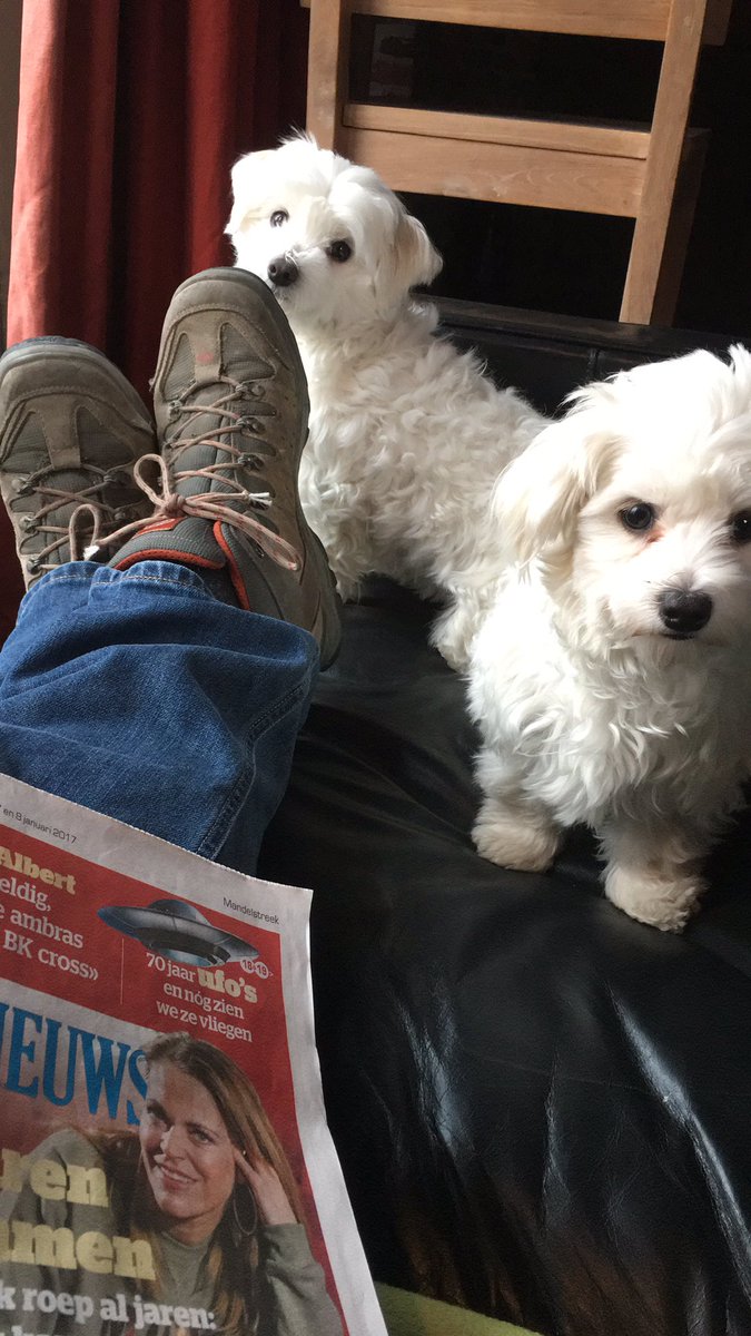 BasMaltese's tweet photo. Lazy saterday. Me and Bill &amp; my boss 💤💤💤💤#maltese #Belgium 🇧🇪🇧🇪 https://t.co/SwZ8yGSkI4
