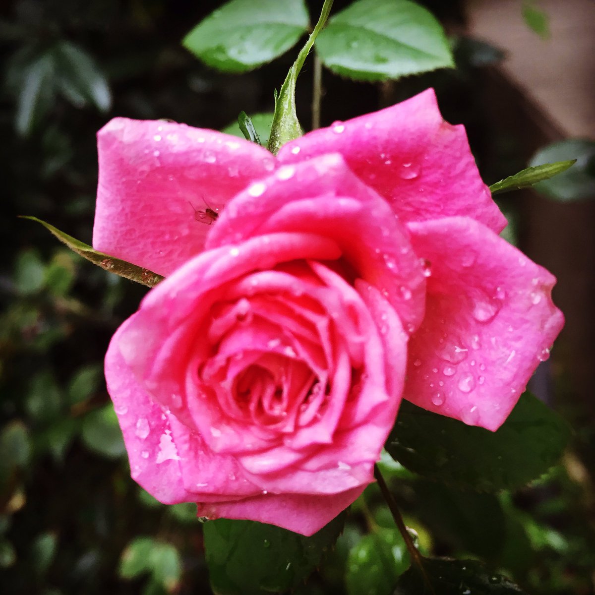 measterson's tweet photo. Saturday Blooms: Pink Roses in the rain.
#blooms #flowers #pinkroses #roses #rainyday #rosesintherain #mygarden #homegrown #beauty #nature https://t.co/YrxFF1pMFm