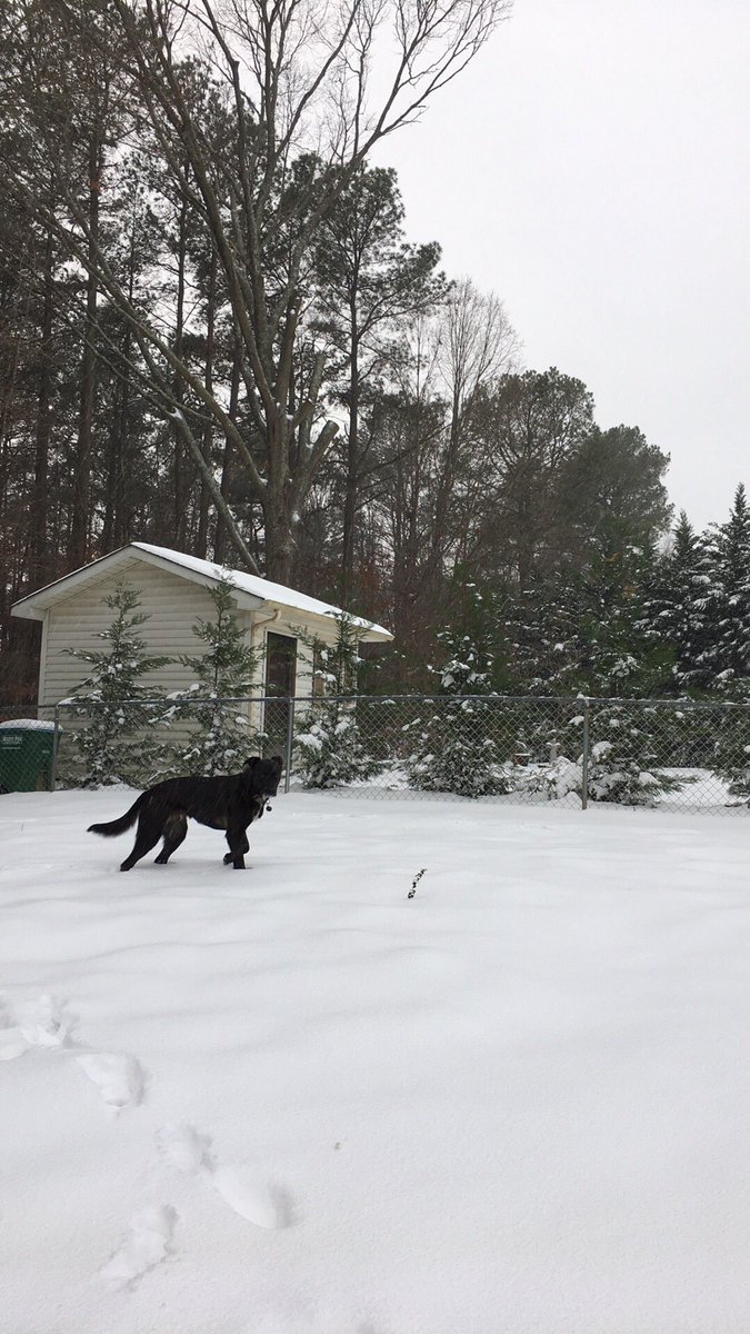 CityofBC's tweet image. 6 inches of snow in Bessemer City! Share your photos by using the hash tag #SnowBC @wxbrad