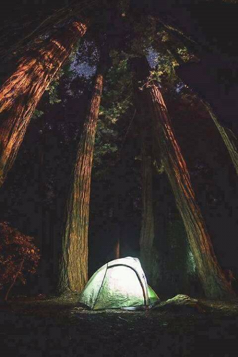 Love_OfReggae's tweet photo. La Mejor Parte Para Pensar En Un Mundo Mejor Es Donde El Mundo Comenzo " El Bosque " Mi Templo ... https://t.co/BQ3ofWW57D