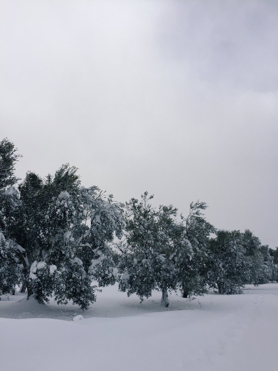 La magia degli ulivi di #Puglia con la neve! 

#weareinpuglia ❤️