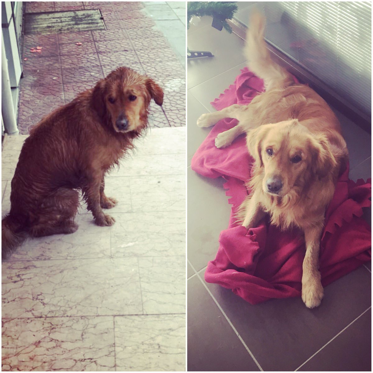 #kayıpgolden bu erkek goldenı yenibosnada bulduk, sahibi terketmiş olabilir, sahiplendirmek istiyoruz 🙏