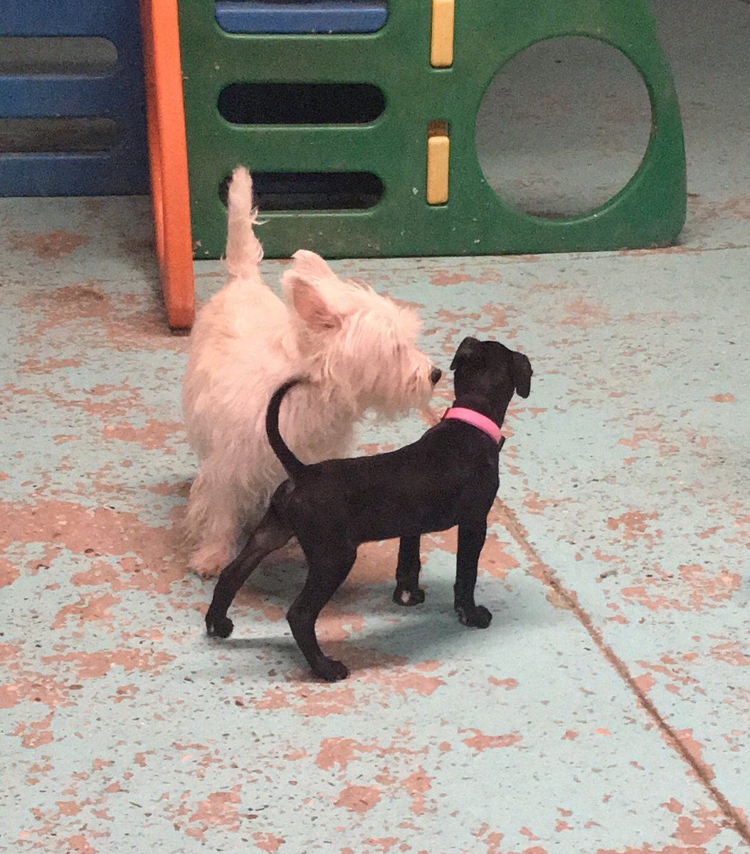 Doggie Paradise (Doggie_Paradise) Twitter