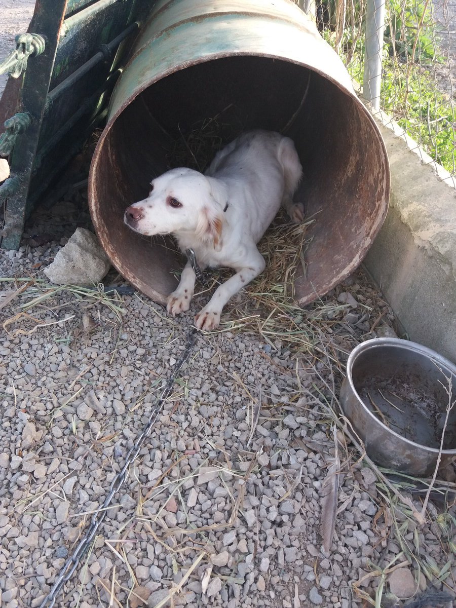 PepiOrtega2's tweet photo. Bretona de 1 año ke la llevan a  Perrera no sirve para cazar urgente  ayuda para ella tengo  muchos casos  no puedo sola 695458994 https://t.co/XN87SrRZbm