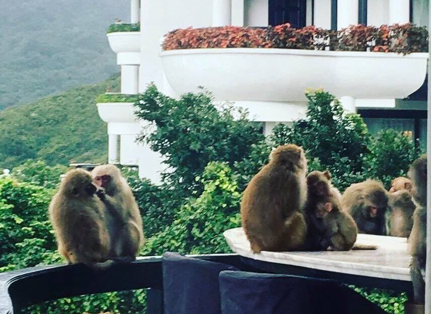 ICDanang's tweet image. Look who come to visit us today 😍🙈🙉🙊🐒
#monkeys #monkeymountain #vietnam #resort #weekendvibes