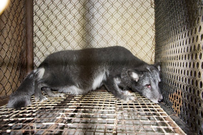 WildlifeVt's tweet photo. If you wear #fur, whether it's a coat or pom pom hat, you're causing this suffering. #furfree #nofur #MakeItFake https://t.co/6wl3Ug8McR
