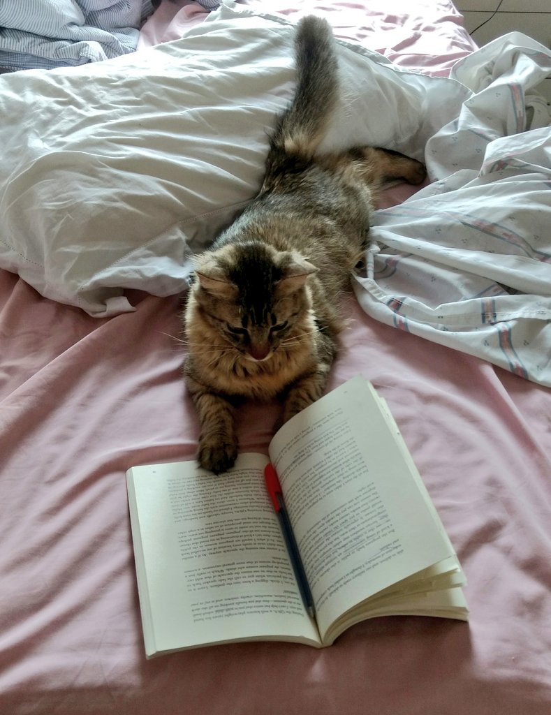 CodingRightsCat's tweet image. Taking january inbox peace to read the Argonauts. Human's binary vision of gender got them into a lot of crazy shit. We cats are like Bowie