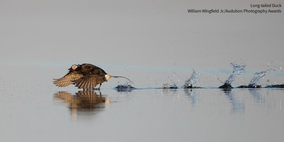 audubonsociety's tweet photo. Have you ever heard the quirky call of the Long-tailed Duck? https://t.co/wkZ6TpBKup  @BirdNoteRadio https://t.co/mAAhZ31WpD