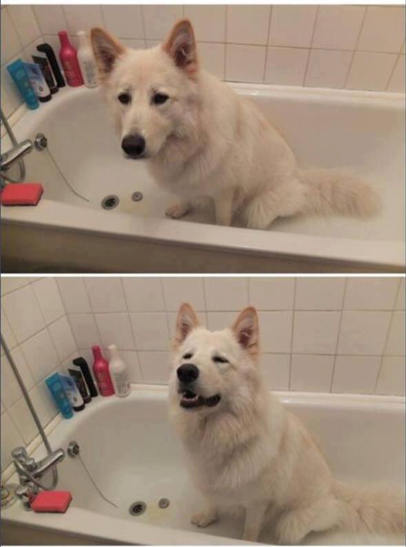 FitKibble's tweet image. He really wants his bath 😂