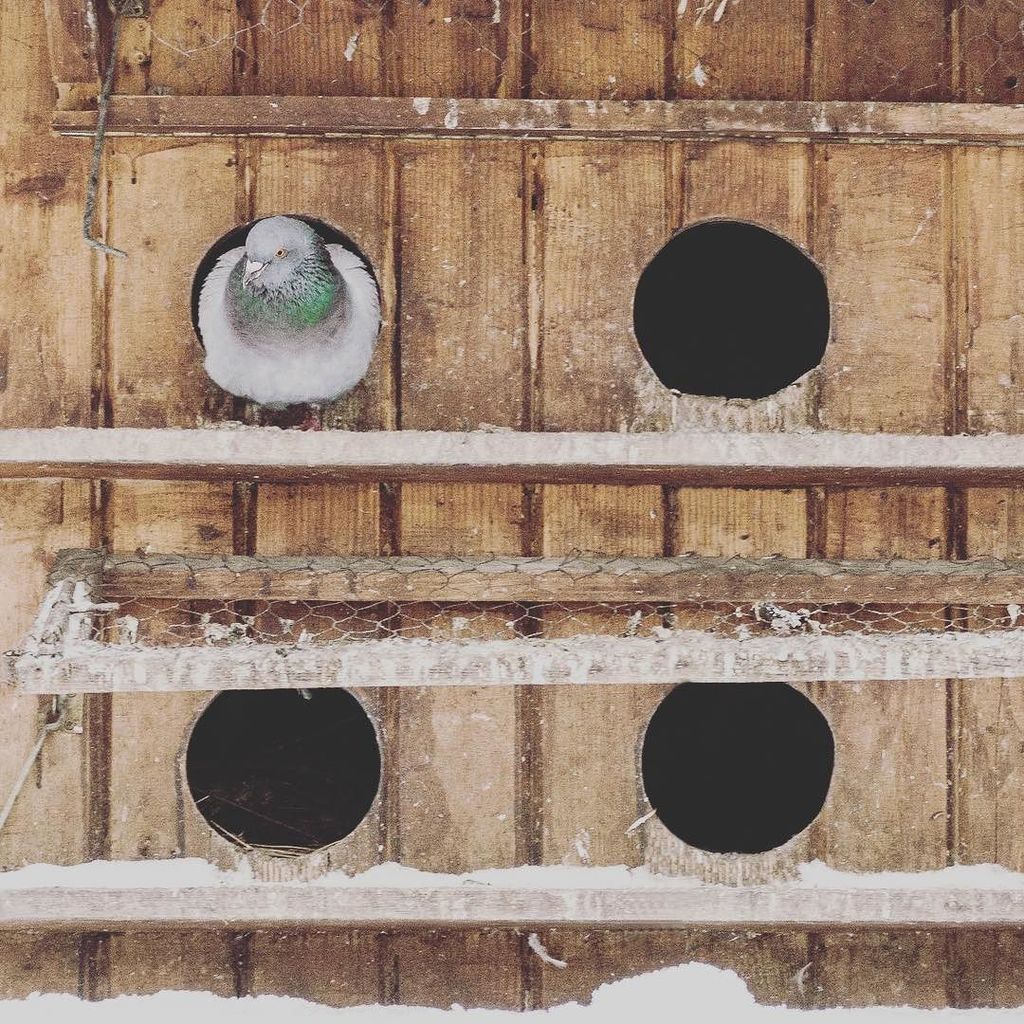 danpandrea's tweet photo. It's cold outside #inthepark #pigeonlove #bucharestbyday https://t.co/jThcYPKR3o https://t.co/5wTX7R0tGL