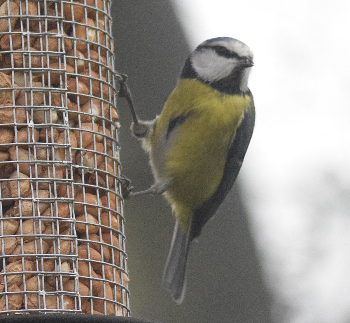 ianhutchy7729's tweet photo. @Natures_Voice @RSPBUrban get your bird feeders out this winter look after #nature @NatureUK  #ThePhotoHour #PhotoLately https://t.co/mouOmLkXj7