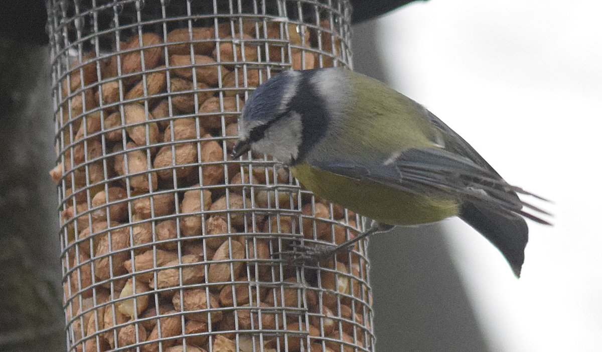 ianhutchy7729's tweet photo. @Natures_Voice @RSPBUrban get your bird feeders out this winter look after #nature @NatureUK  #ThePhotoHour #PhotoLately https://t.co/mouOmLkXj7