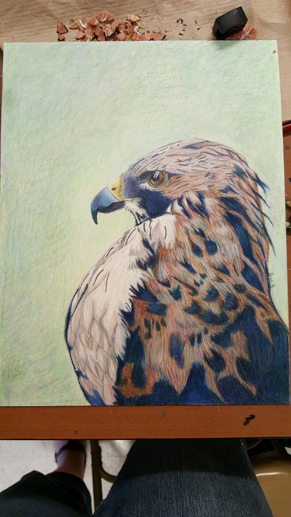 Brooke's colored pencil Hawk drawing.