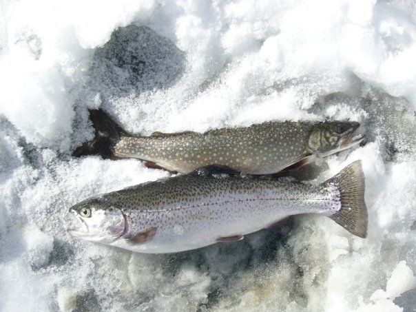 FlyCcs's tweet image. Ice fishing didn't disappoint! 
#trout #icefishing #flyrods #customrods #ccs