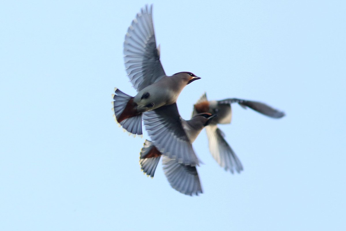 walterjsinnes's tweet photo. #Waxwings at #old #Aberdeen... #wellcute https://t.co/DMHegIJTia
