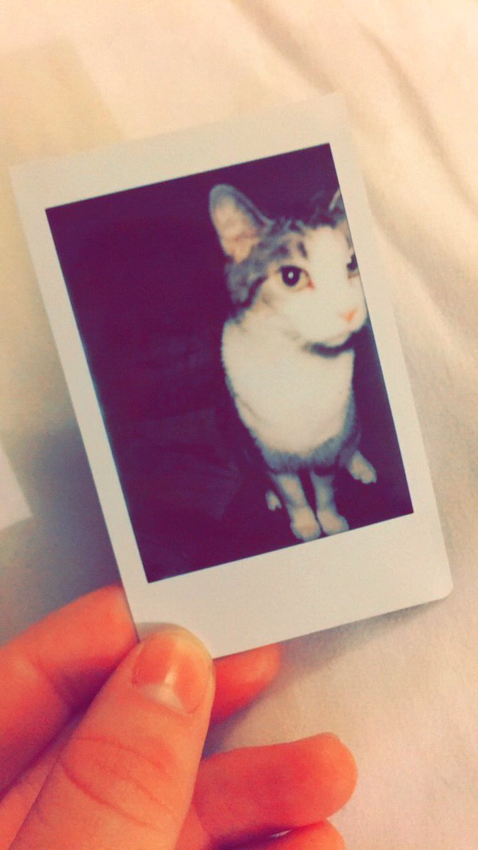 I have the cutest pets!🤗🐶🐱 #fujifiliminstaxmini8 #pets #dog #cat #PhotographyIsLife