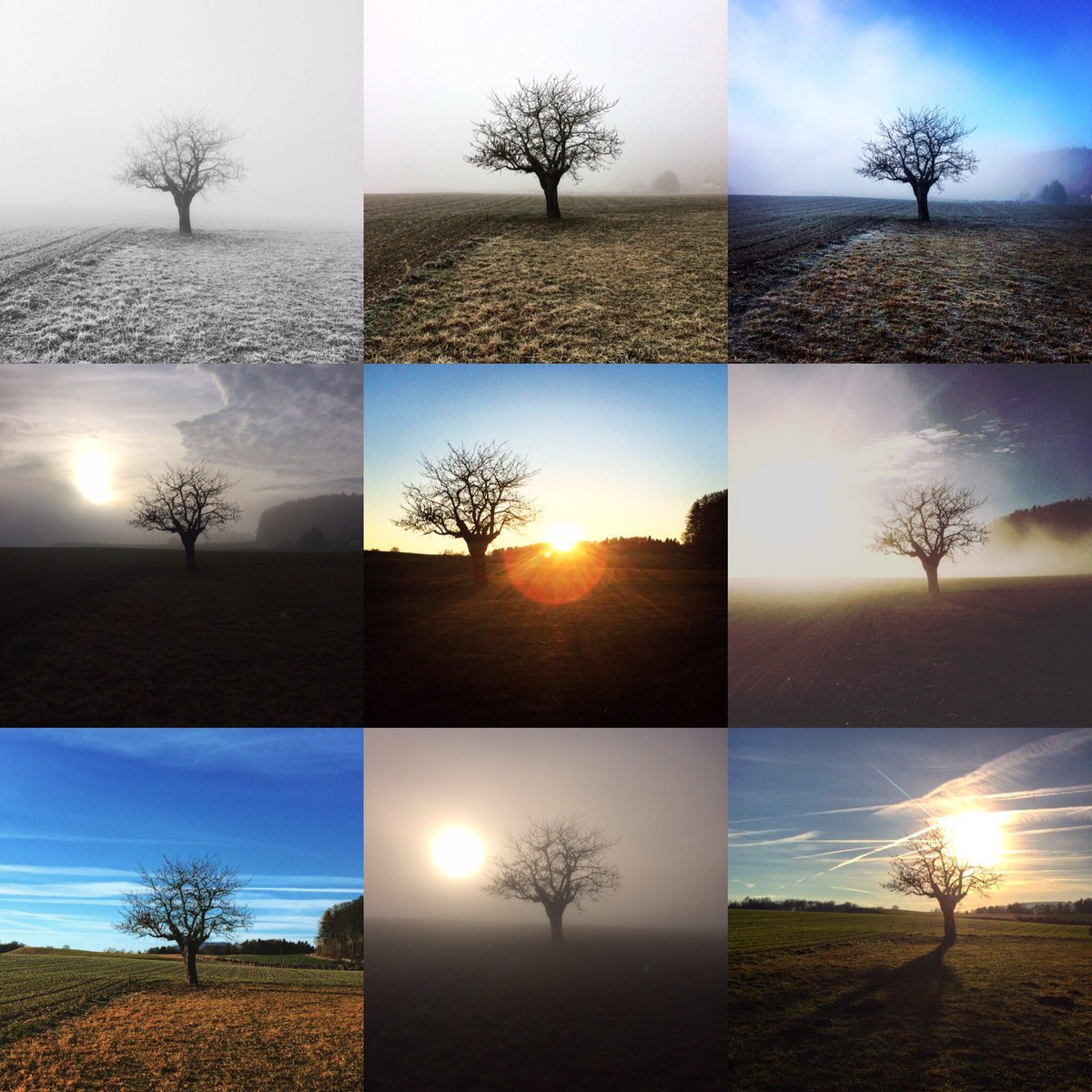 pilgrin1's tweet photo. Au près de mon arbre je vivais heureux ... https://t.co/nsSlb36HaA