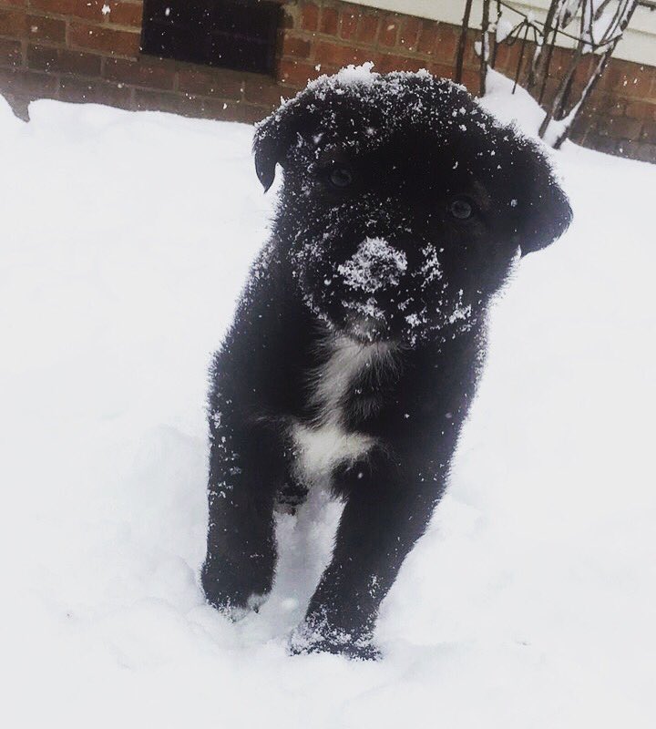 alennis82's tweet photo. #abc11 Bentleys first snow @kassidie_anne @ABC11_WTVD https://t.co/KGF5kQpc8O
