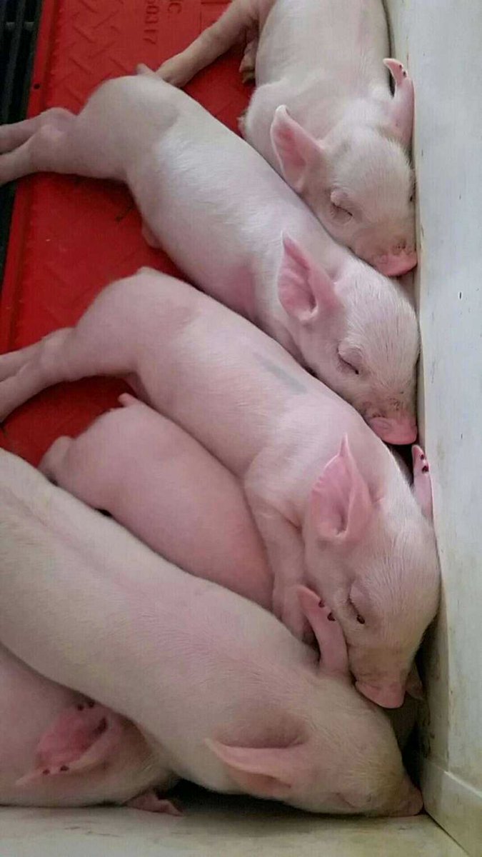 MegFoster's tweet image. While we are here at #AFBF17 we are confident our pigs are in good hands with our farm team at home!
