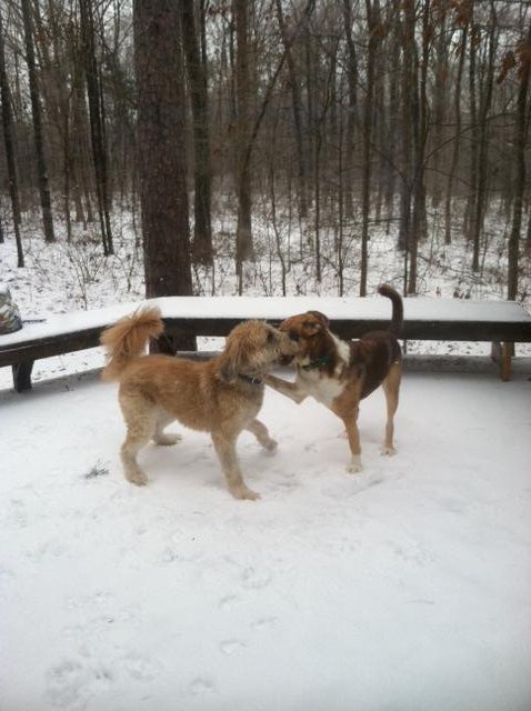 pah1st's tweet photo. Puppy Snow Fight #ABC11 https://t.co/5XrglUBV8E