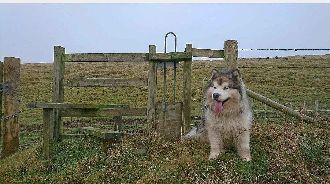 ashermarley's tweet photo. All stiles should be fitted with these hatches, Marley can pass 👍 😀 #permissivepath #rightofway https://t.co/8mQixTpD0y