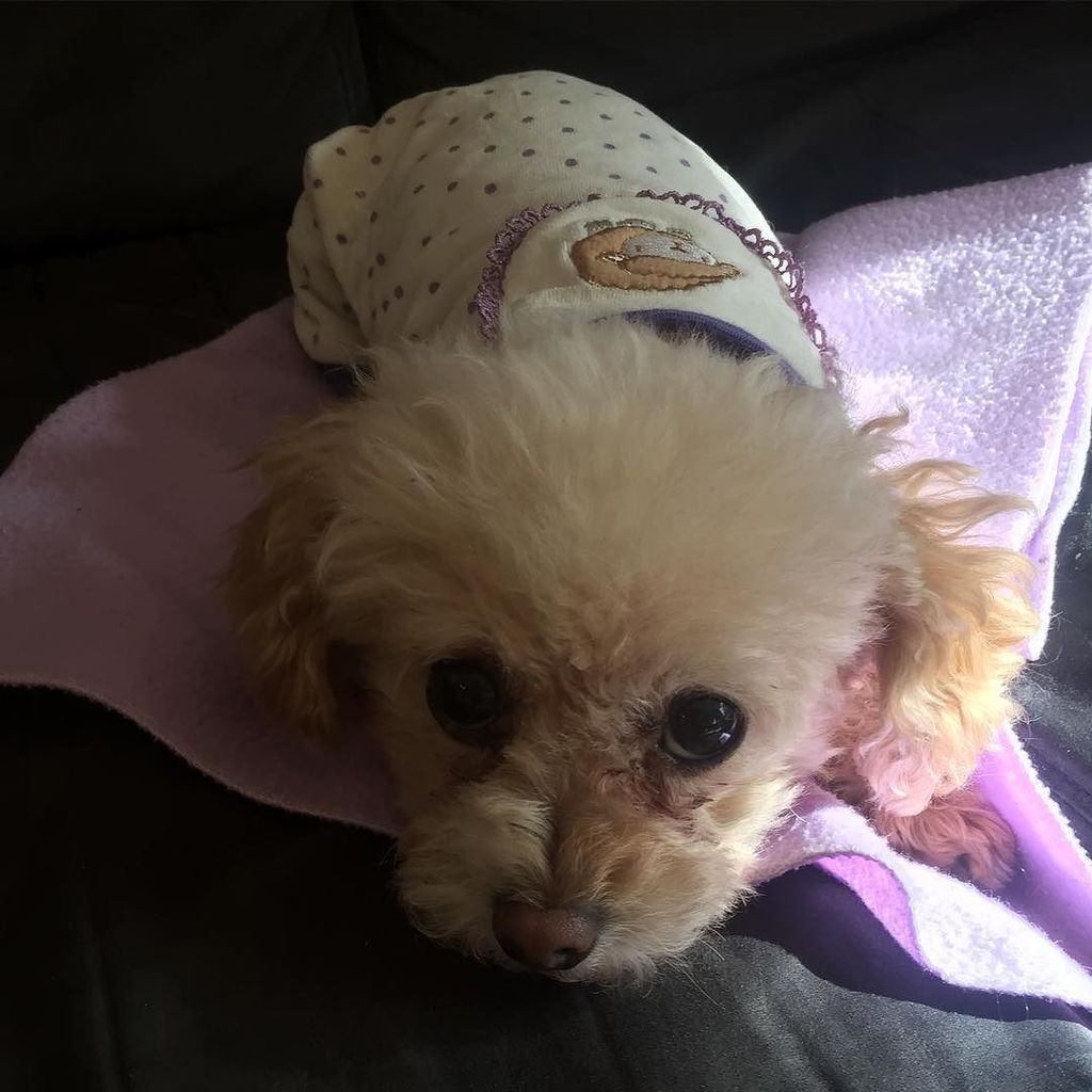 LindaKonop's tweet photo. Not sure how I feel about my lambie jammies .
.
#pupsinpajamas #pupsinpjs #skeptical #skep… https://t.co/X4hw5SSASP https://t.co/hUFcms8LxF