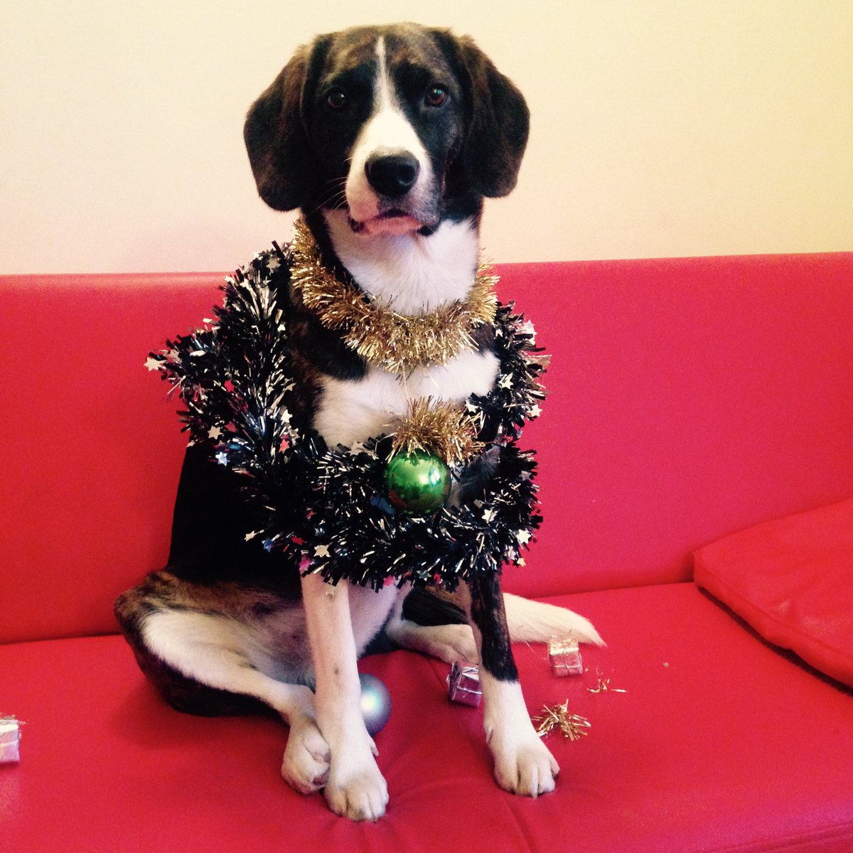 Reggie The Dog tweet media