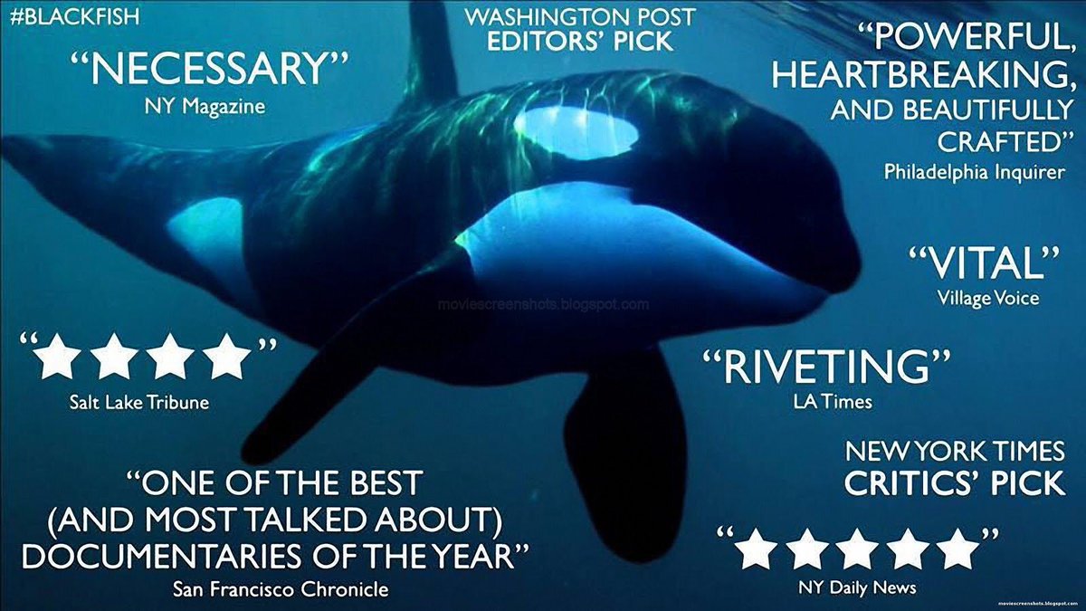 OP_Society's tweet photo. RETWEET if u want @CNN to re-air #Blackfish to honor #Tilikum &amp; remind the world why we must #EmptyTheTanks https://t.co/Aztj7BY4m5