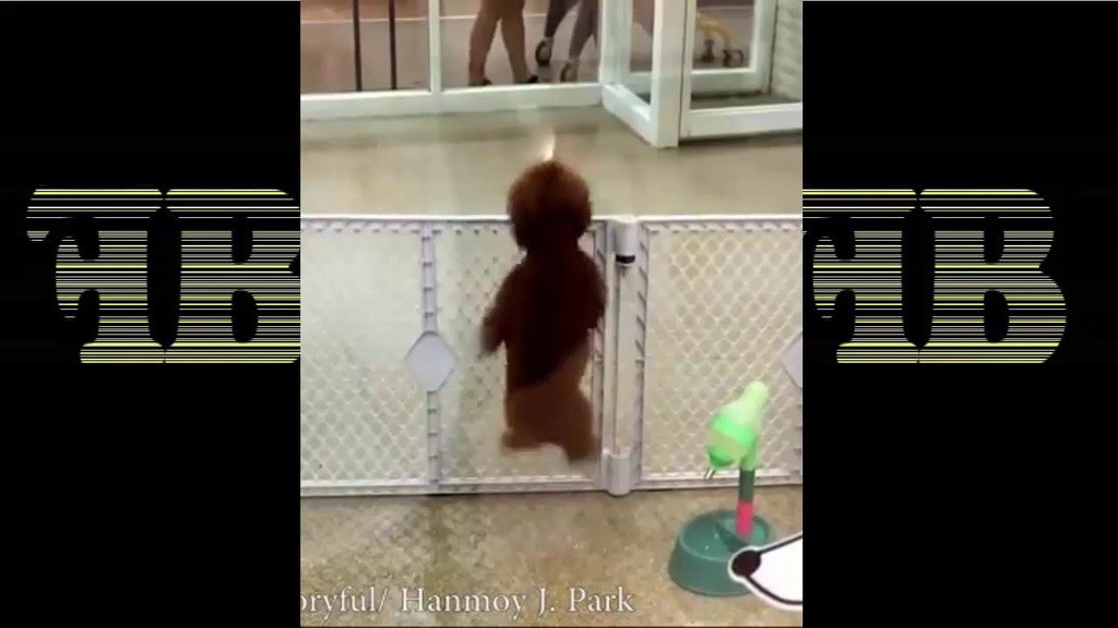 TheFunBuzz's tweet image. youtu.be/MenvjQgmEpE ►►Dog&apos;s Excited to See His Owner - Funny Videos 2016 -►FunBuzz