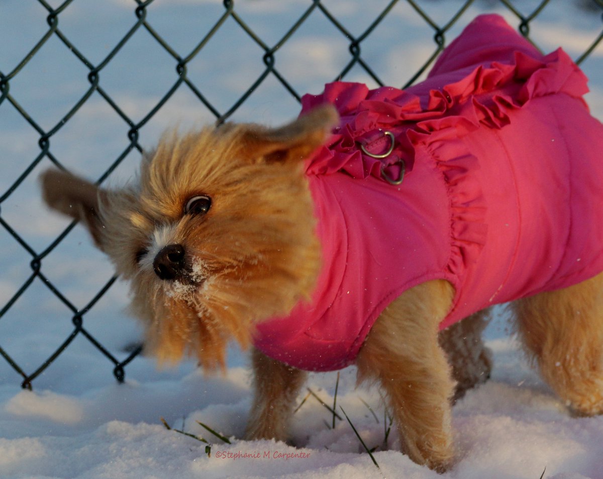 MissAngelMini's tweet photo. 🐾Still shaking off sa snow🐾 #rescue #yorkie #furchild #shihtzu #furchild #WintersDay #DerpFace #sillygirl #FunInDaSnow #pinkcoat #ShakingOff https://t.co/2GTOR4qSxV