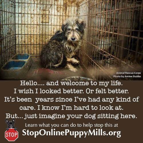 Imagine if your dog was living in a mill today instead of curled up in a cozy bed.#StopPupEMills #AnimalCruelty #dogrescue