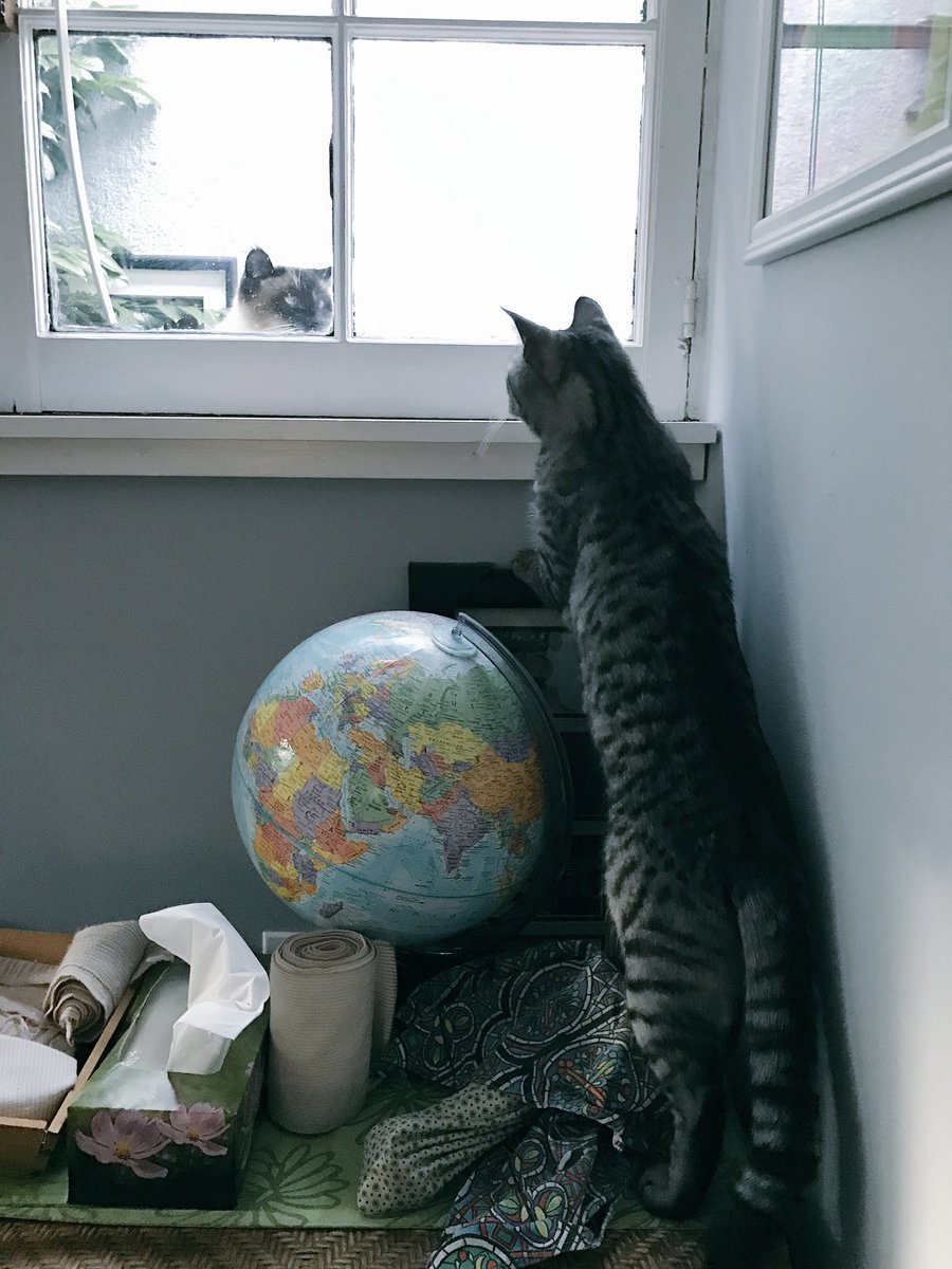 being_ulti's tweet photo. When your bestie comes over to see if you can go play #CanIMom?#CatsOfTwitter #kittycats #FinchTheCat https://t.co/SS61NnX3W0