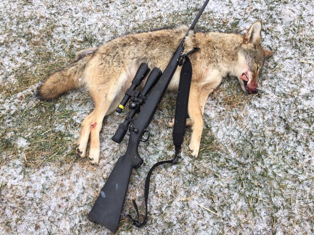 My cuusin robbie got a yote down two mornings ago fawn is distress. Hit the call four times and this big boy come in