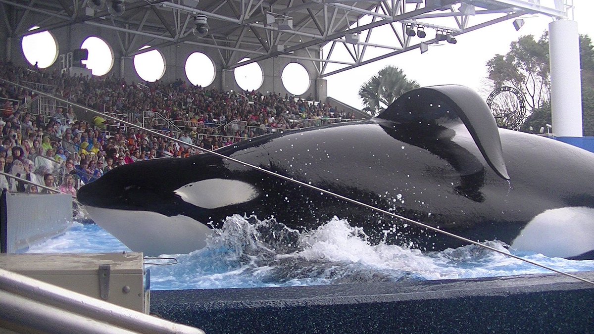 Quad_Finn's tweet photo. How #Tilikum the Orca Changed the Conversation About Animals in Captivity https://t.co/8LjH4eXDCv #Blackfish https://t.co/74TBoBmLQi