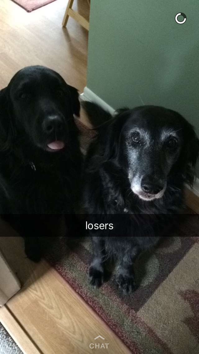 Becca_A_B's tweet photo. Lola Caroline Barbera 
4/29/2008 - 1/7/2017 https://t.co/AZpHNmn6QD